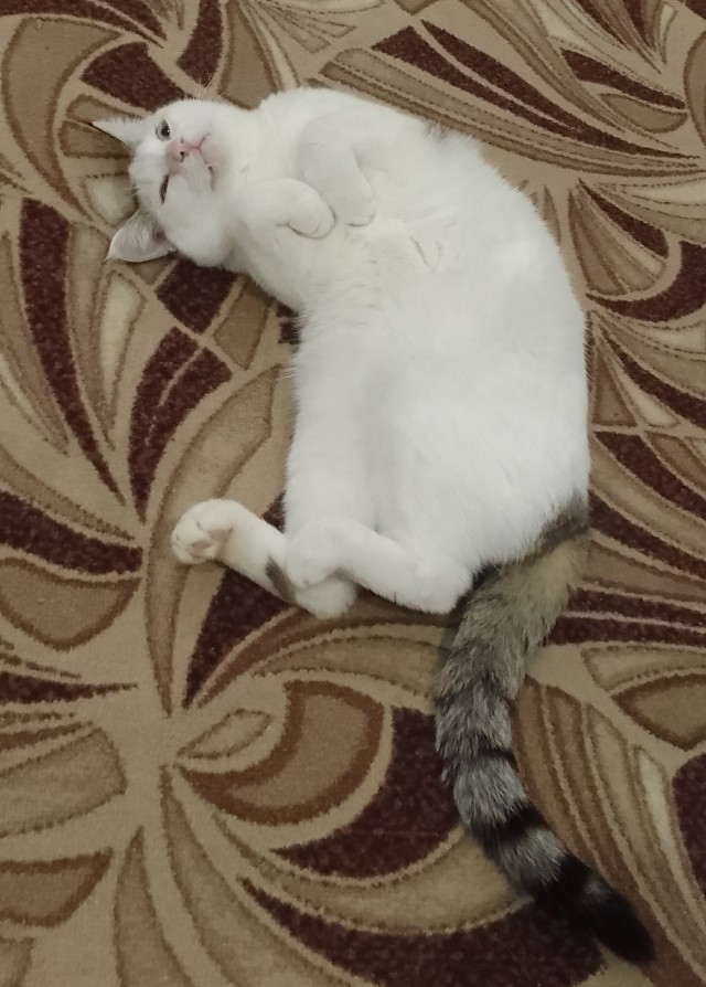 Жизнь с котом в одной картинке