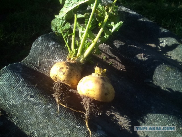 Посадил дед репу