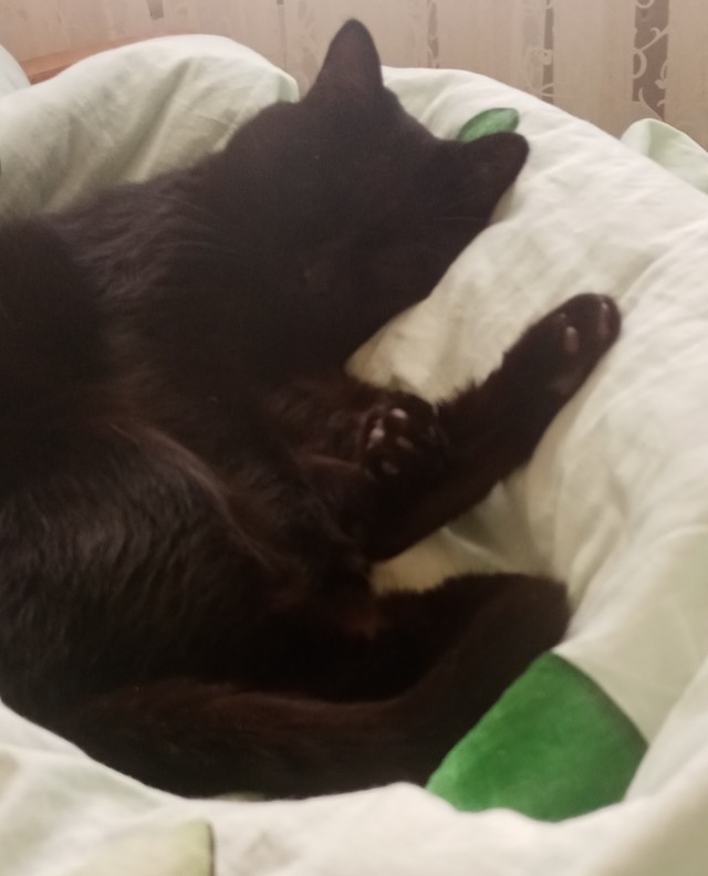 Котовторник 05/11/2024