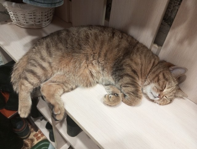 Котовторник 05/11/2024