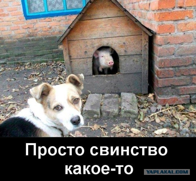 Этот кабан явно не в курсе, что он - кабан