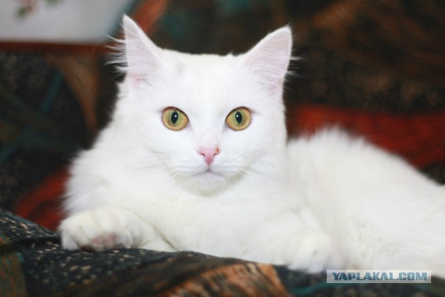 Котовторник 04.06.2013