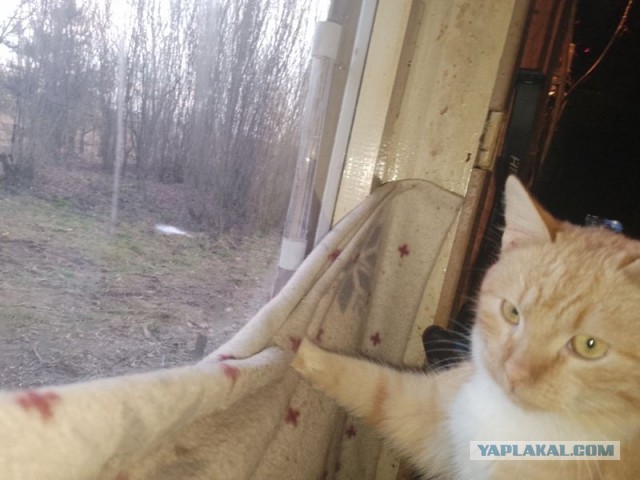 Жизнь домашнего приюта для котеек 530
