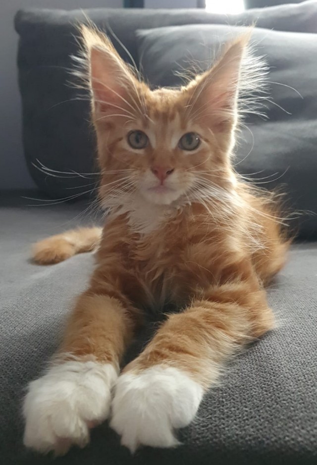 Мой кот