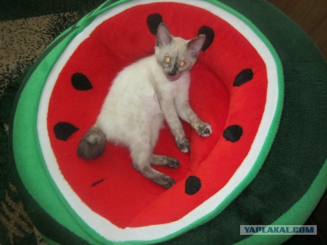 Котовторник 25.06.2013