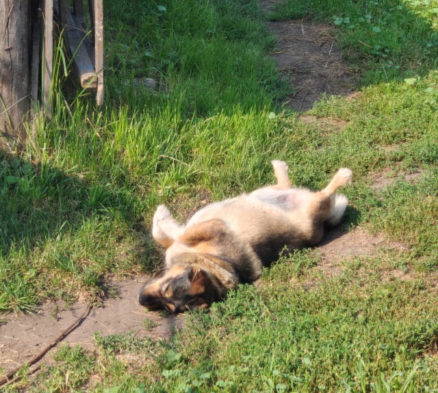 Вот и погостил у бабушки