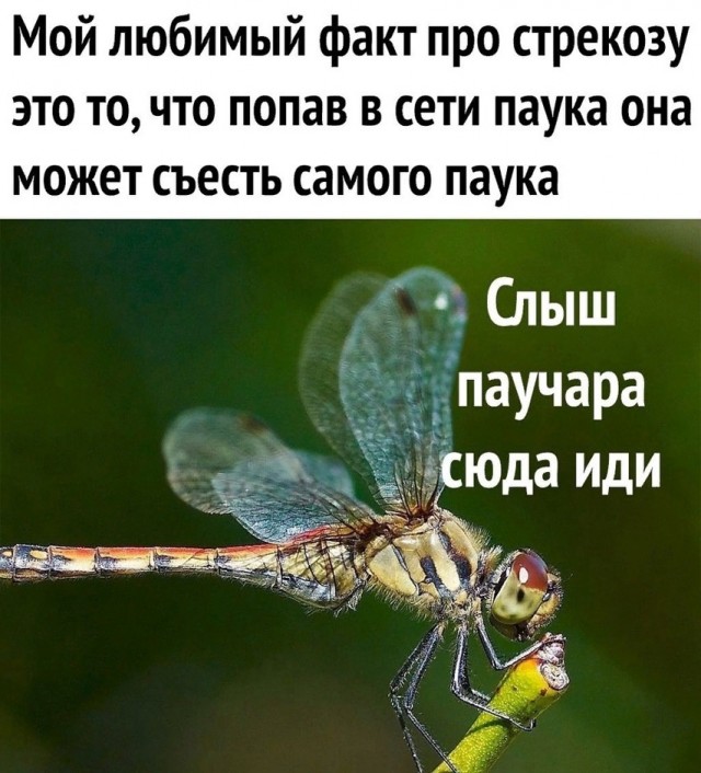 Немного картинкафф для настроения (баяны-перебаяны)