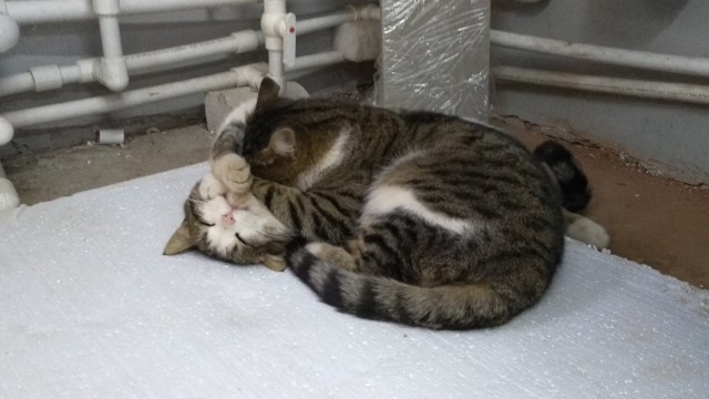 Котик свернулся в идеальный круг