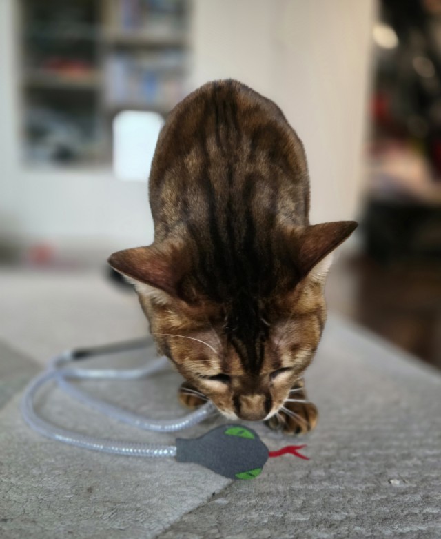 Котовторник 21.10.2025