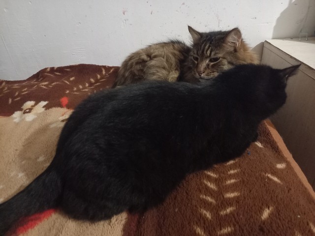 Чёрный котовторник