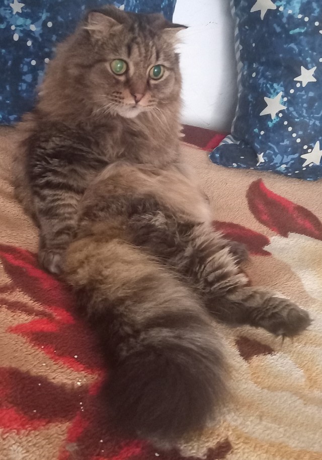 Котовторник