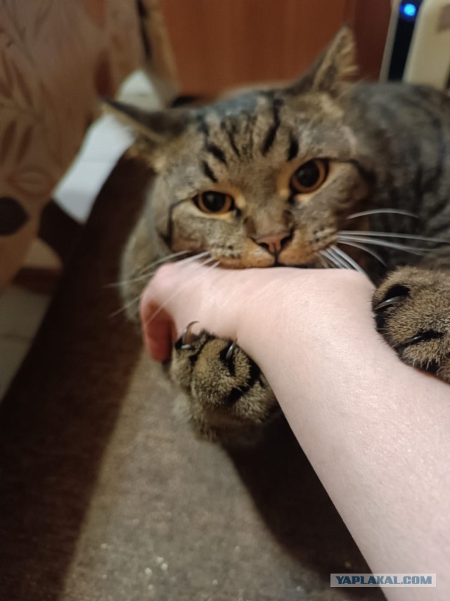 Нашелся таки хозяин (точнее хозяйка)