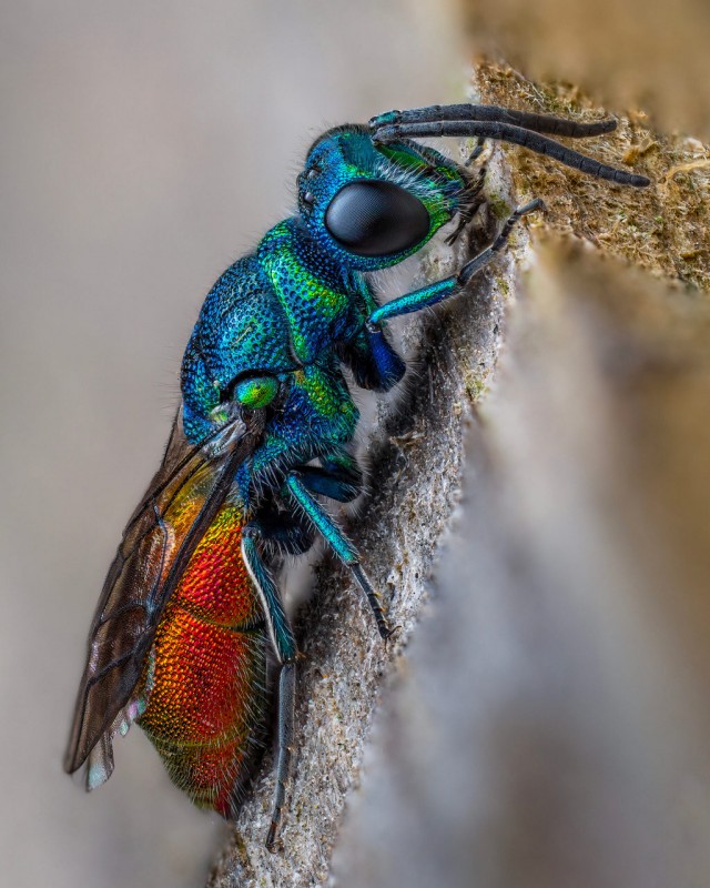 Лучшие макропортреты насекомых 2025 года.