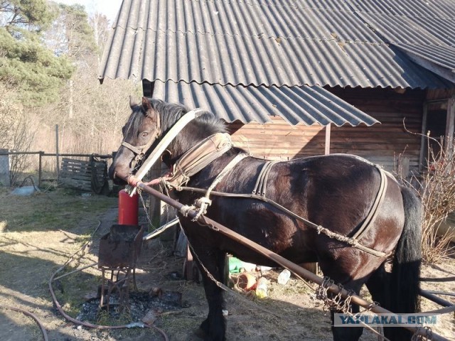 Жизнь домашнего приюта для котеек 575
