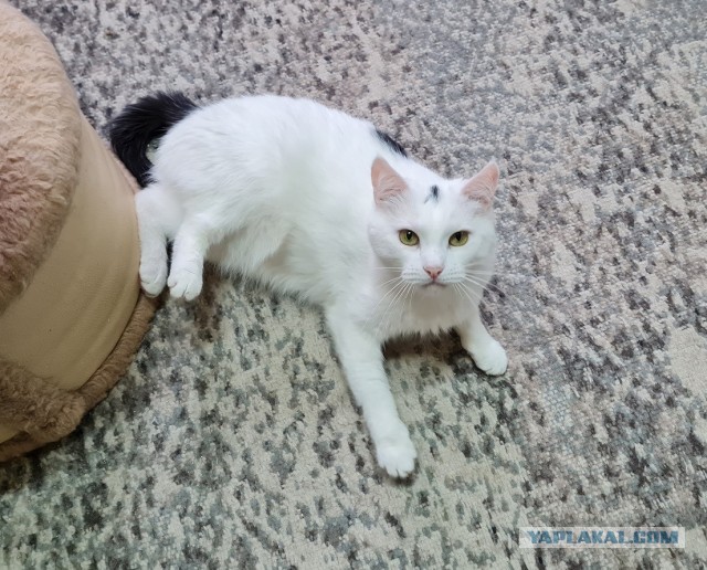 Котиков Вам в ленту