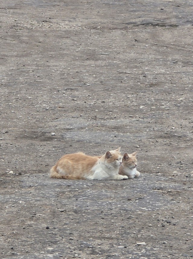 Ура, котовторник!