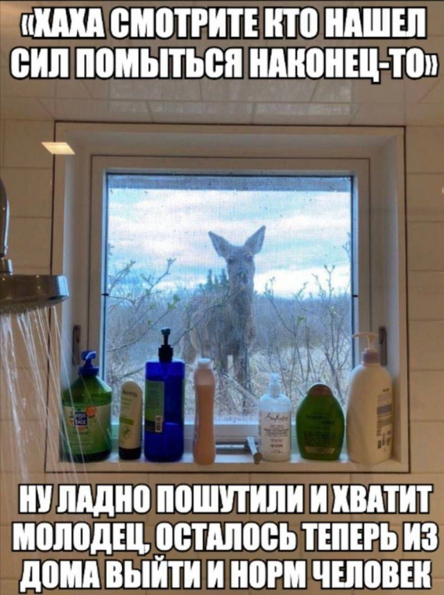 Психомемы-17