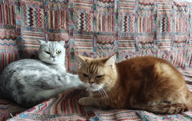 А у нас сегодня кошка, родила двоих котят
