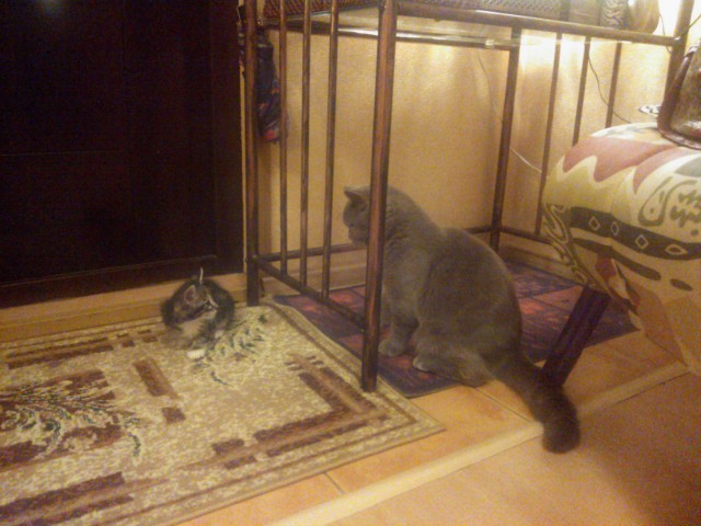 Котовторник   17.12.2013