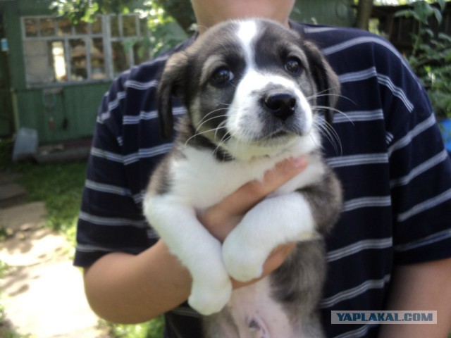 Немецкая овчарка.