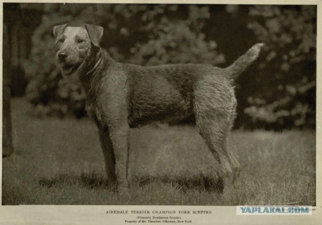 О, my dog