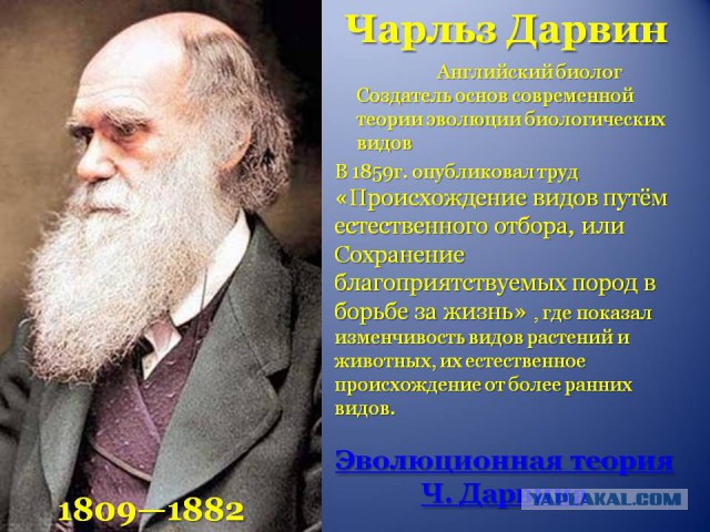 Еду по пляжу в лыжи обутый...