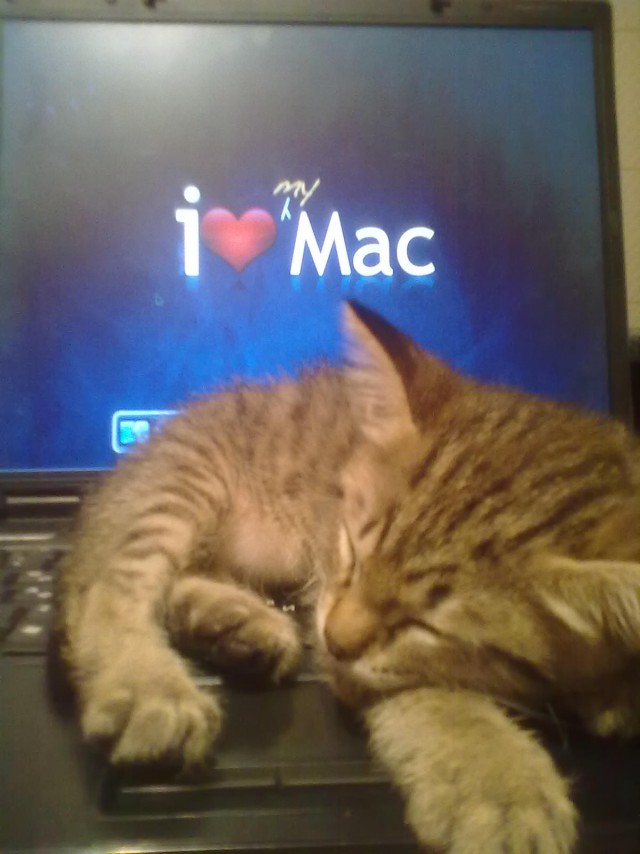 С Котовторником!