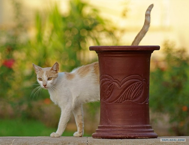 Рисованный котовторник