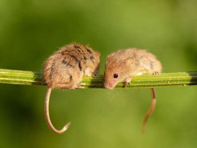 В объективе – мышки-малютки