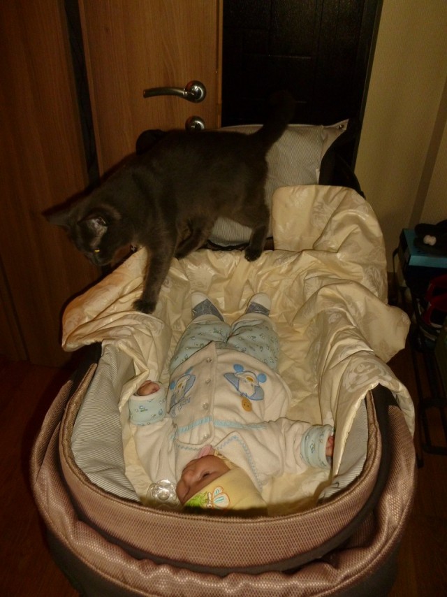Коты, из которых получились прекрасные няни