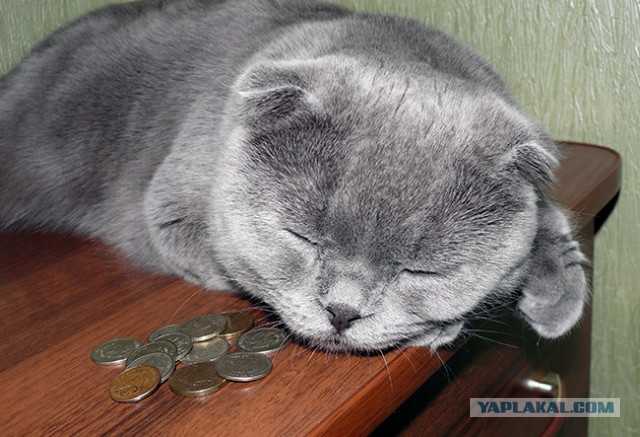 Котовторник 24.03.2015