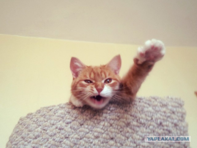 Котовторник 31.03.2015