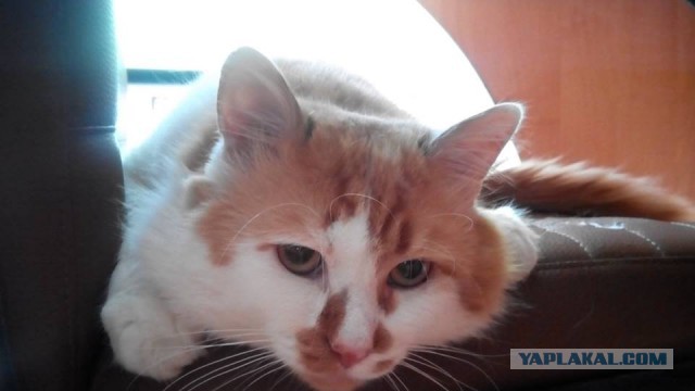 Котовторник