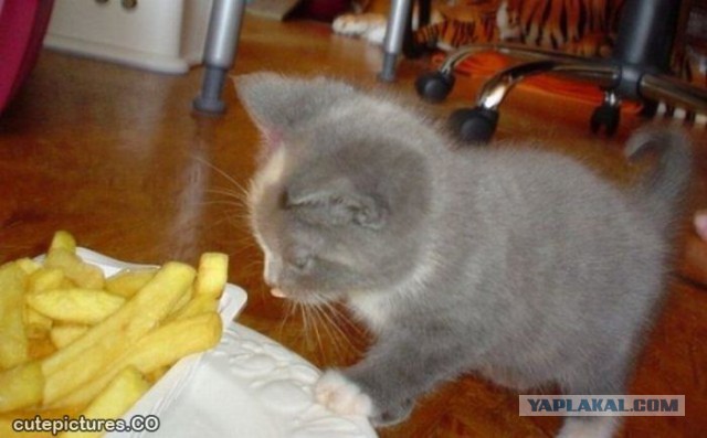 Хоть и не котовторник