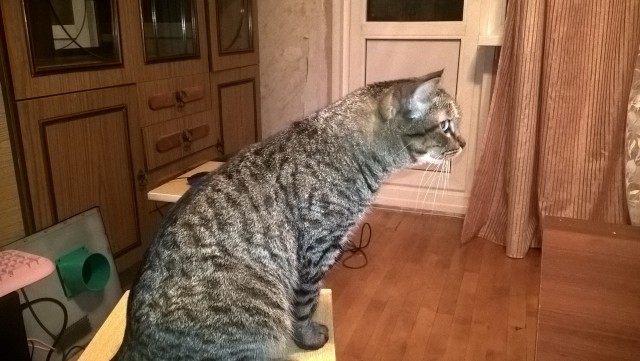 Котовторник 19.01.2016