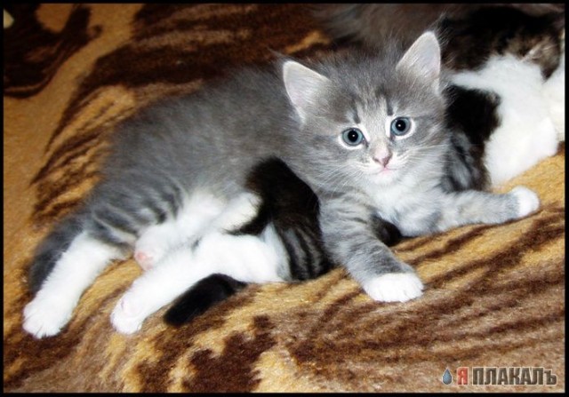 Вторничный котомёт