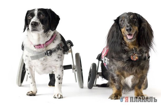 Наши любимые животные