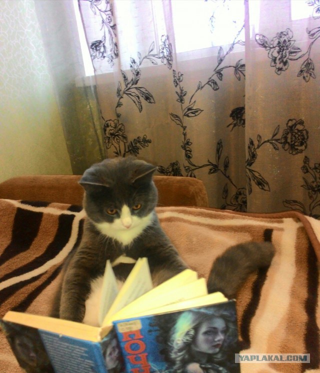 Ваши фотки котов на телефон
