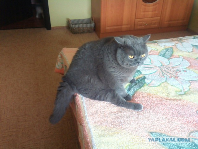 Котовторник 30.08.2016