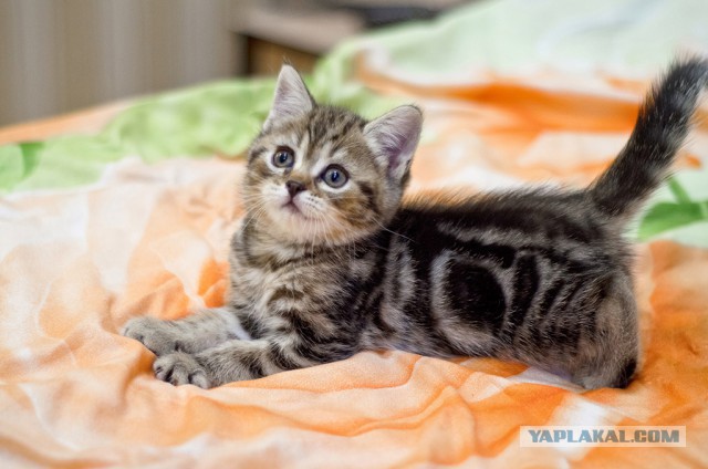Котовторник 10.01.2017