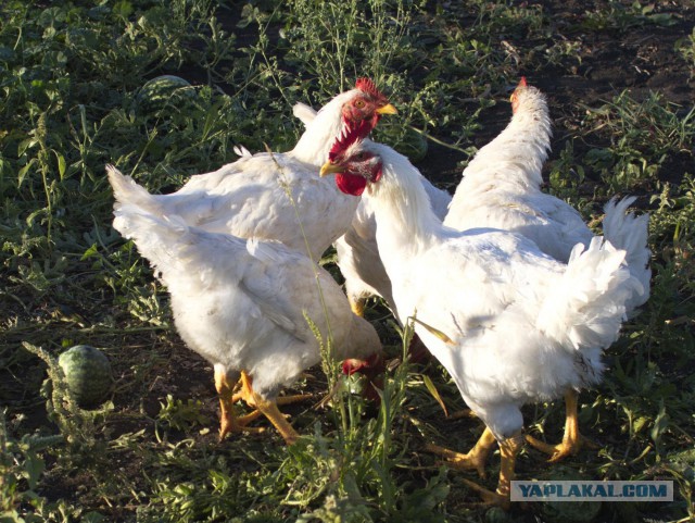 Плов … мягкий подмосковный