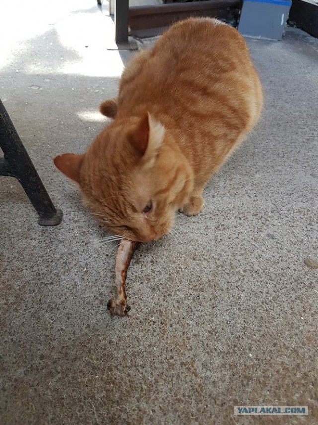 Котовторник 14.03.2017