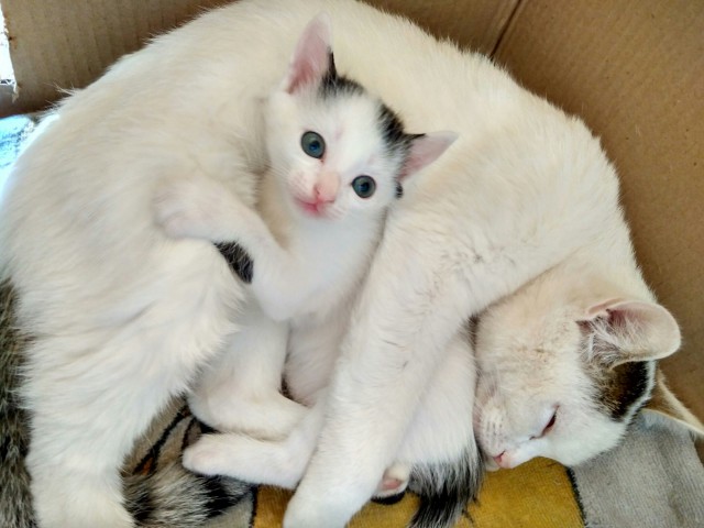 Коты и Кошки