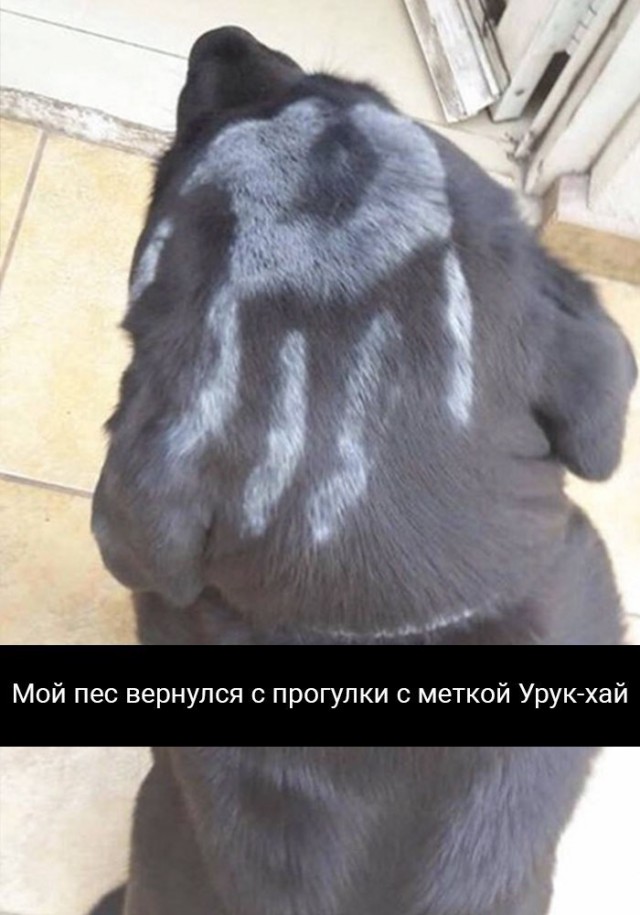 Подборка забавных животных