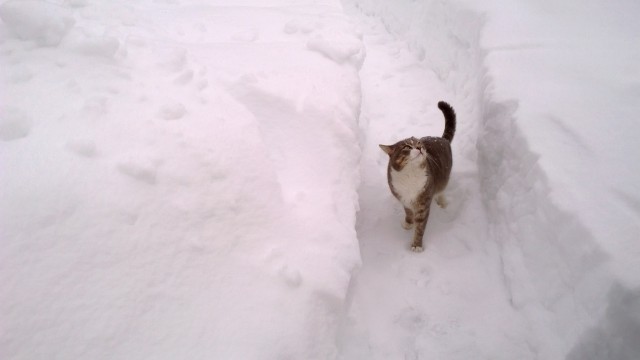 Коты и Кошки