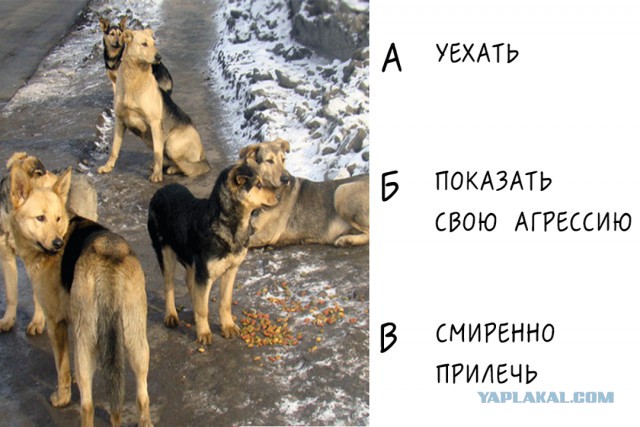 Правила безопасности велосипедиста. Как защититься от собак.