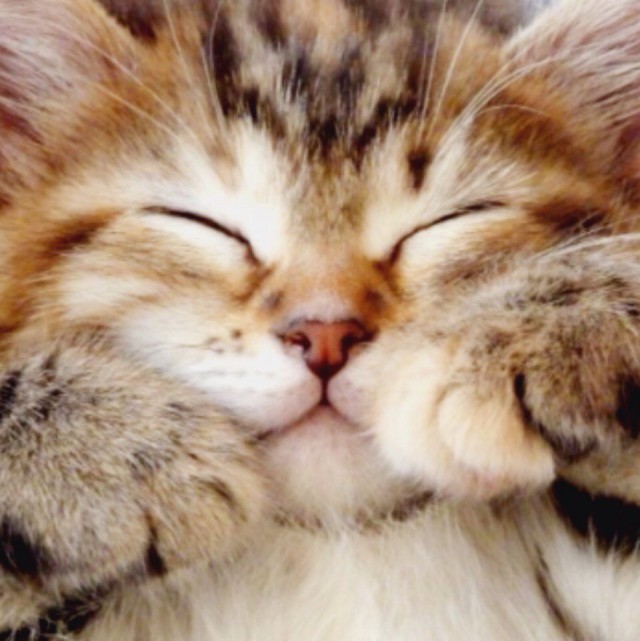 Коты и Кошки