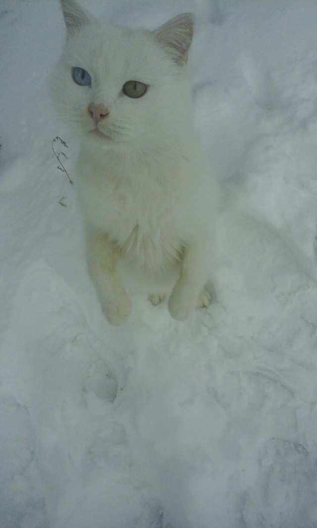 Коты и Кошки