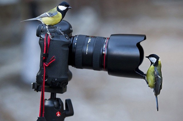 Дикие компаньоны фотографа-натуралиста