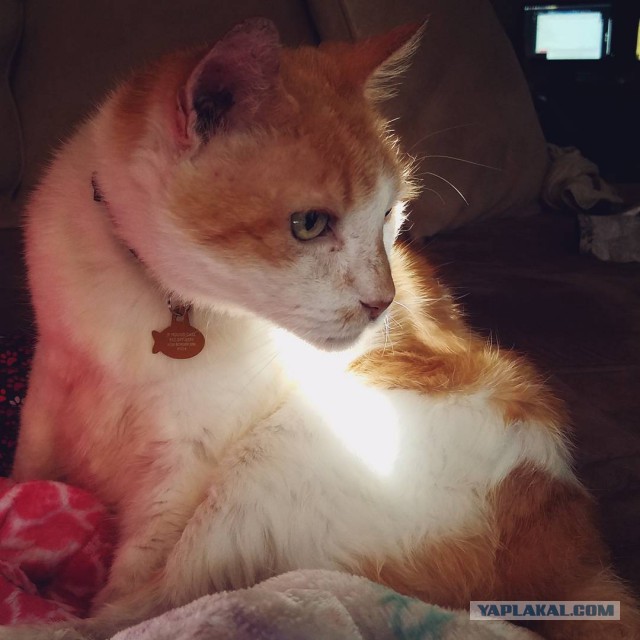 Котовторник 1.08.17